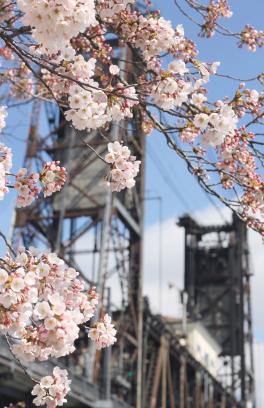 Cherry blossoms in front of infrastructure